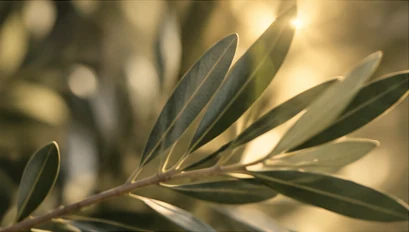 Rama de olivo como símbolo de salud y envejecimiento saludable